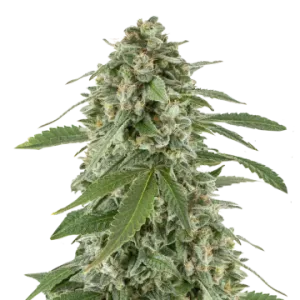 White Widow x Northern Lights Auto