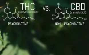 CBD vs THC - Differences Explained