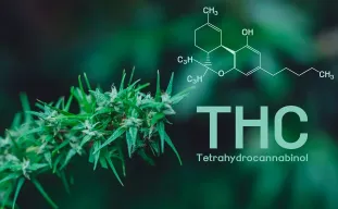 Cannabinoids Explained: THC, CBD & the Others You Should Know