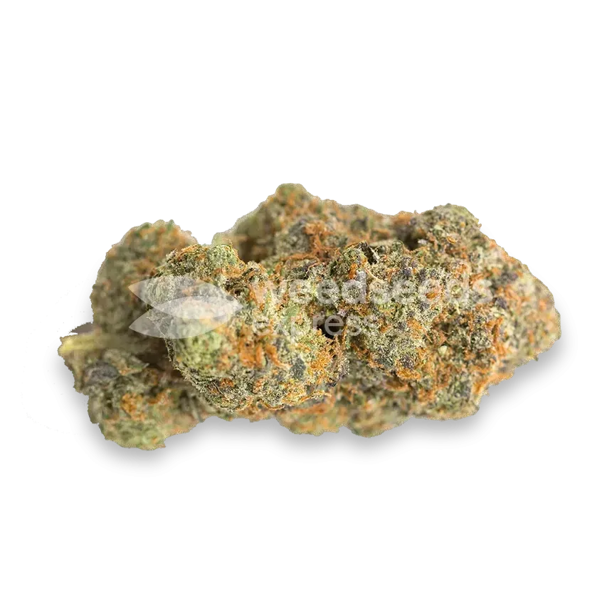 Fat Bastard bud